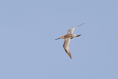 Thumbnail: ...as well as migrant shorebirds like this Asian Dowitcher. In fact, shorebirds could feature heavily over the coming days as we visit a few wetlands. Arctic bound migrants like...