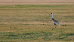 Thumbnail: The White-naped Cranes are one of the most elegant birds going, and there are pairs scattered through the valley. 