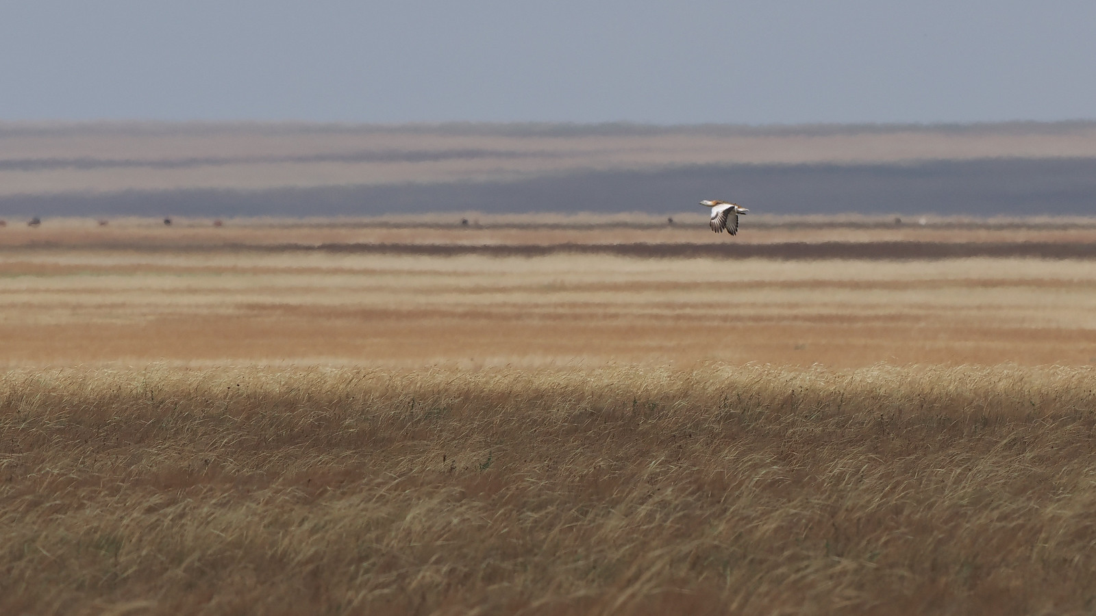 The true avian beast of the steppe is the Great Bustard. Another species in freefall, viable populations are becoming harder and harder to find. Even here they are at very low density, although we should find one or two along the way. 