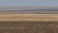 Thumbnail: The true avian beast of the steppe is the Great Bustard. Another species in freefall, viable populations are becoming harder and harder to find. Even here they are at very low density, although we should find one or two along the way. 