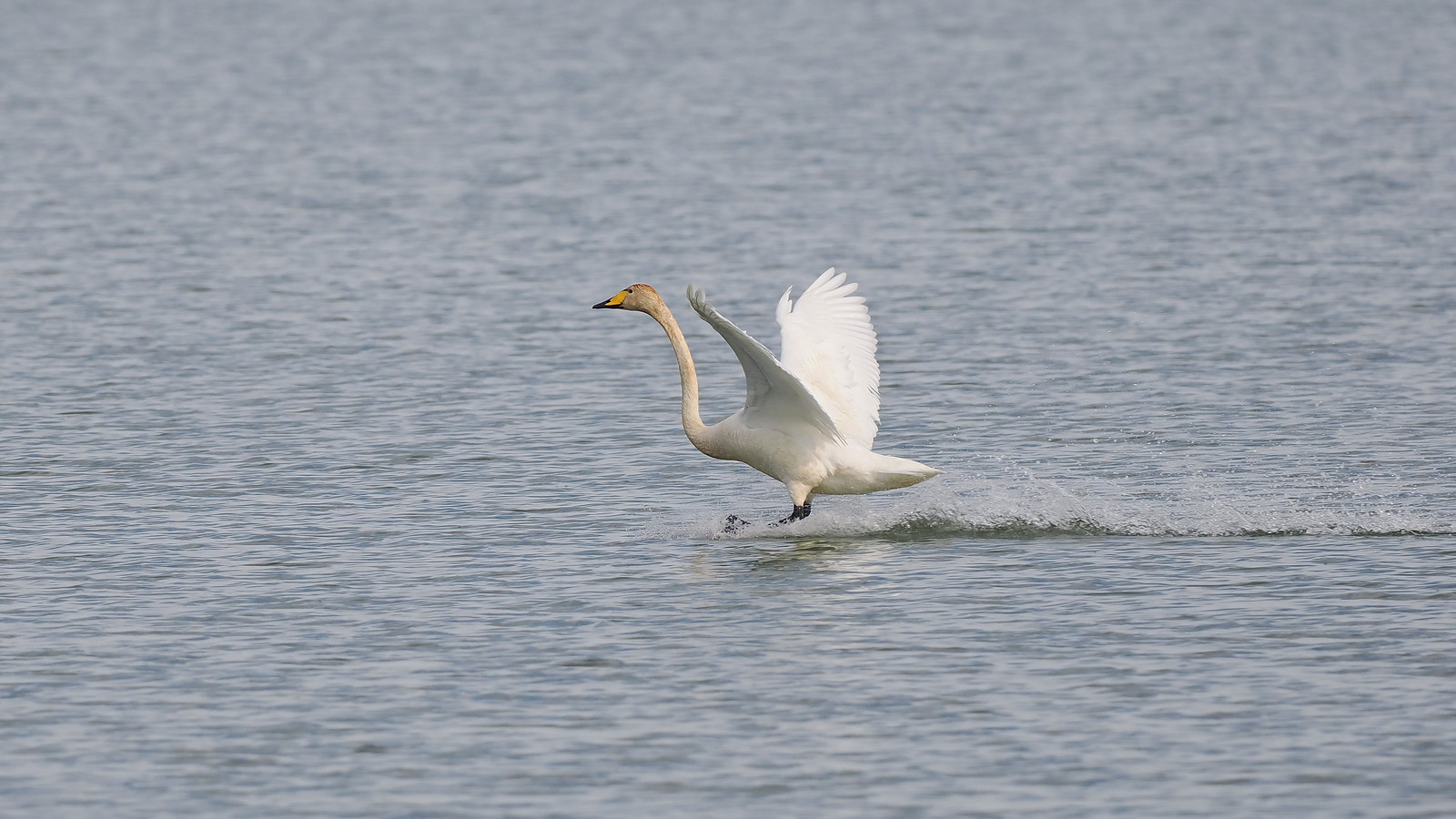 In a land of heavy flying birds, the Whooper Swan is no slouch. Watching one landing is always smile-inducing. 