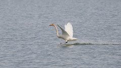 Thumbnail: In a land of heavy flying birds, the Whooper Swan is no slouch. Watching one landing is always smile-inducing. 