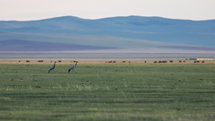 Thumbnail: and there are several pairs of Demoiselle Cranes. 