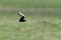Thumbnail: White-winged Black Terns are one of the more stunning birds of the marshes...