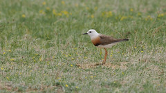 Thumbnail: The open steppes in this area are home to the incomparable Oriental Plover, and we'll be looking out for the striking white head as we drive along the dirt roads.