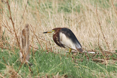Thumbnail: We may even find a Chinese Pond Heron. Once a great rarity in Mongolia, its now proving annual in small numbers. 