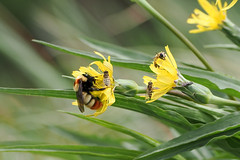 Thumbnail: There are also delights for those whose interests spread wider than birds, such as this Siberian Bumblebee...
