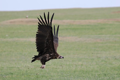 Thumbnail: while Cinereous Vultures are on a different scale of impressiveness!