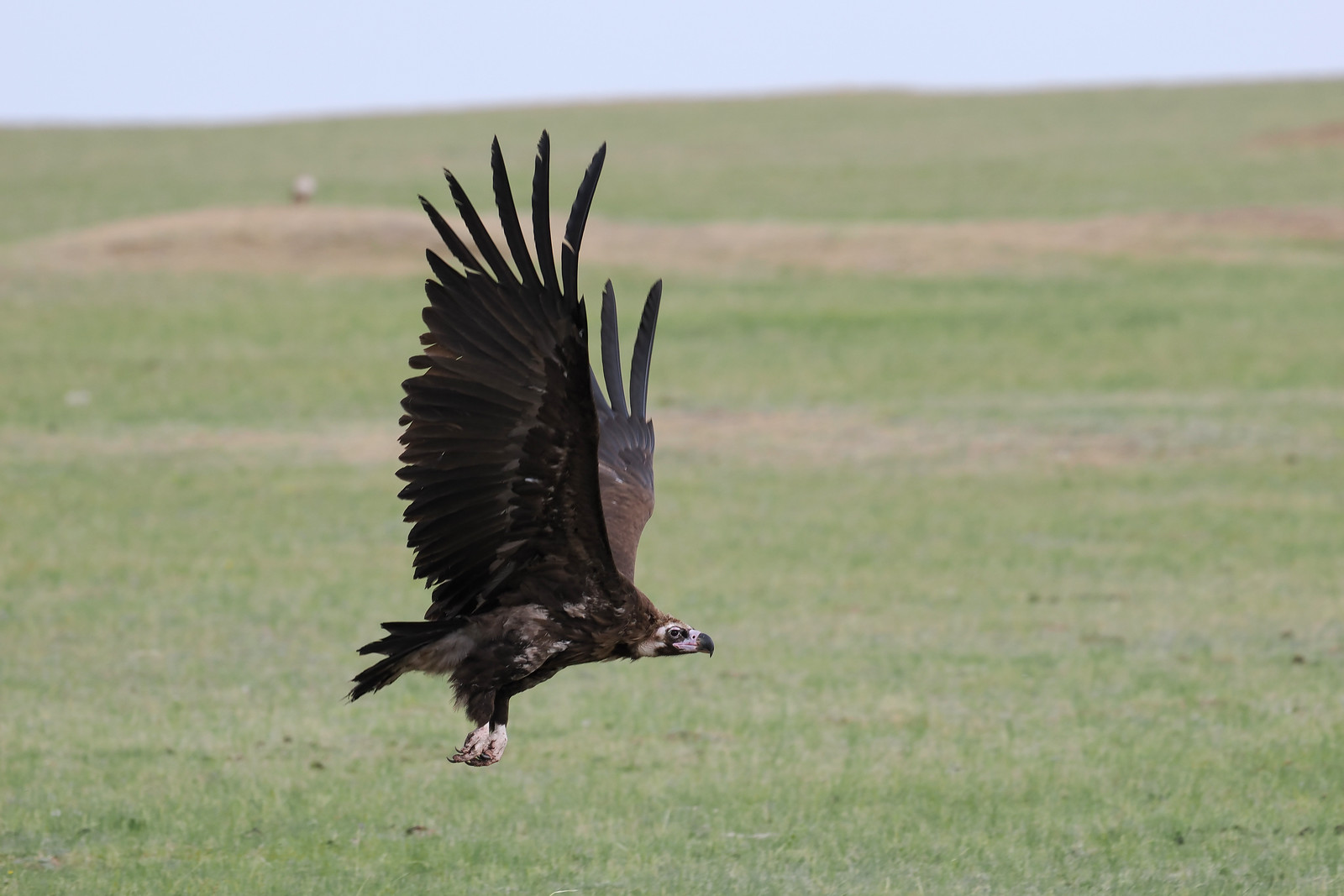 while Cinereous Vultures are on a different scale of impressiveness!