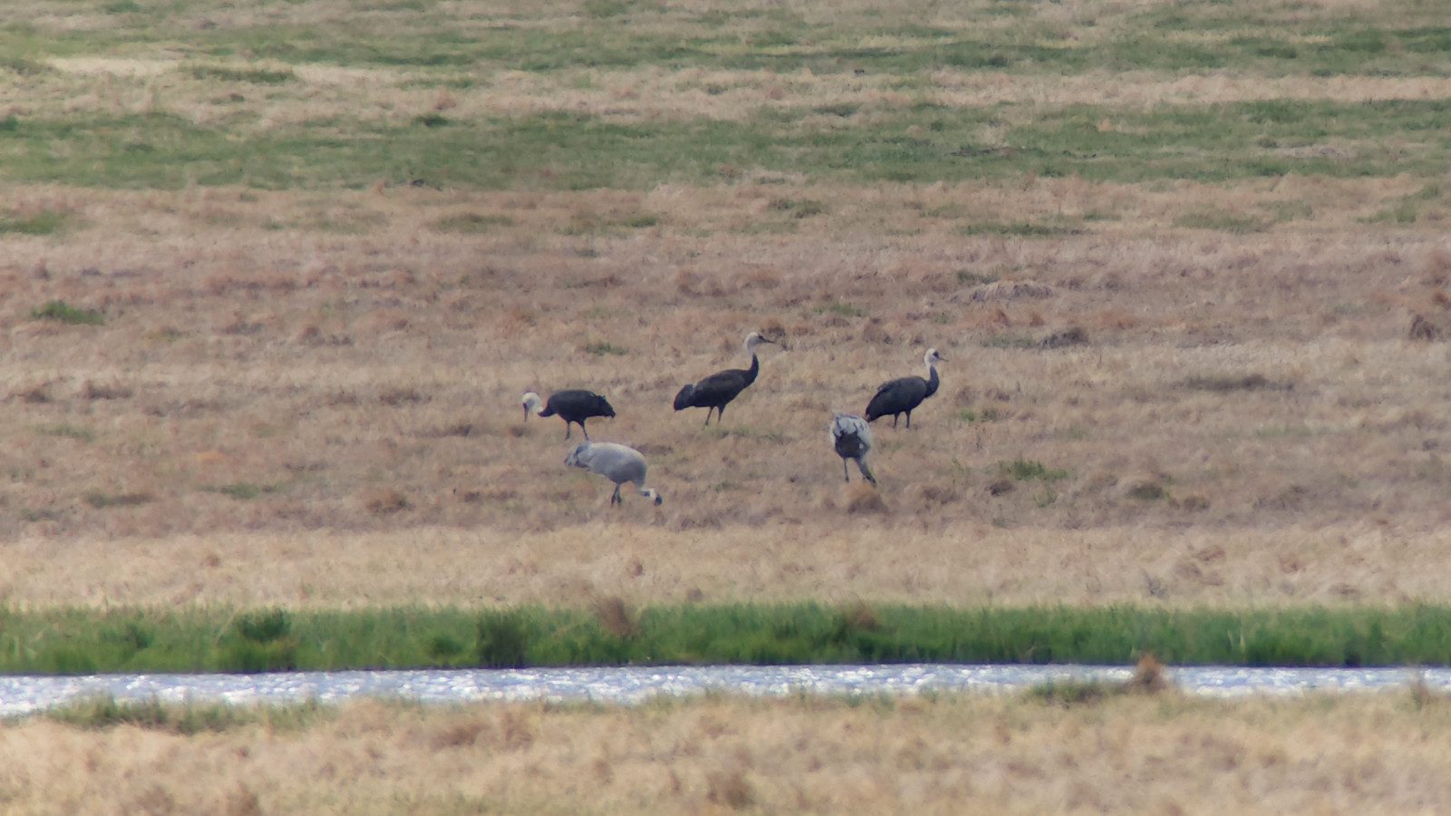 and there are usually one or two groups of Hooded Cranes around as they migrate through. 
