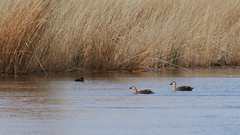 Thumbnail: and perhaps Eastern Spot-billed Duck...