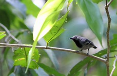 Thumbnail: We’ll walk several trails where mixed flocks could include Long-winged Antwren…