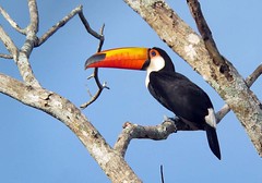 Thumbnail: The iconic Toco Toucan will add to the color of our morning walk here.