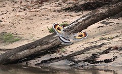 Thumbnail: If we flush a Sunbittern, the “wingburst” never fails to elicit oohs and aahs.