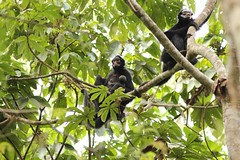 Thumbnail: Cristalino is in the best region in Brazil for seeing a variety of approachable monkeys; here White-cheeked Spider Monkey, one of seven species.