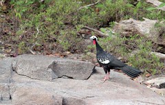 Thumbnail: Our local guides are expert at spotting wildlife, increasing our chances of seeing Red-throated Piping Guan.