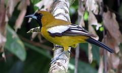 Thumbnail: The handsome Jamaican Oriole is merely a “near endemic”…