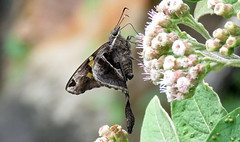 Thumbnail: We’ll look at everything such as the Jamaican Longtail…