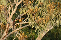 Thumbnail: …no more neck-straining to see the likes of Curl-crested Aracari…