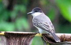 Thumbnail: …and Antillean species including the usually under cover Loggerhead Kingbird.