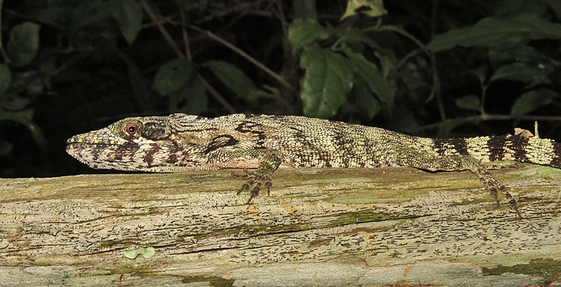 …bizarre Jamaican Twig Anole…
