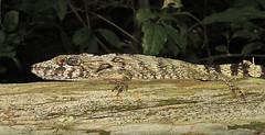 Thumbnail: …bizarre Jamaican Twig Anole…
