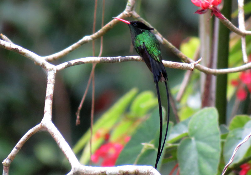 …and hosts a delightful mix of endemic birds like Red-billed Streamertail…         