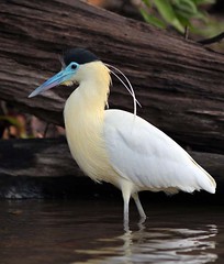 Thumbnail: Capped Heron often allows close approach.