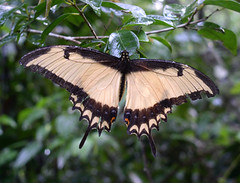 Thumbnail: …endemic False Androgeus Swallowtails…