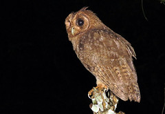 Thumbnail: The Jamaican Owl is not particularly shy…