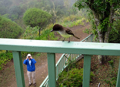 Thumbnail: …and with some birds there are privacy issues (Sad Flycatcher)                    