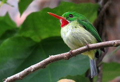 Thumbnail: …we hope to see all the endemic birds including the endearing Jamaican Tody…