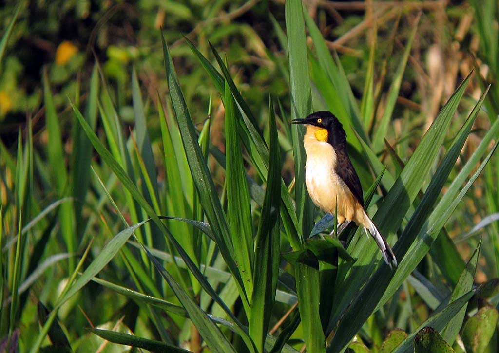 …where the Black-capped Donacobius sings from the riverside vegetation, showing its grouse-like inflatable neck sacs…
