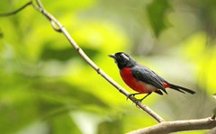 Thumbnail: …or the eye-popping Rose-breasted Chat.