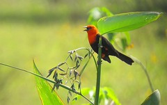 Thumbnail: Many birds will be abundant, but we'll need luck to find a Scarlet-headed Blackbird in the roadside marshes.