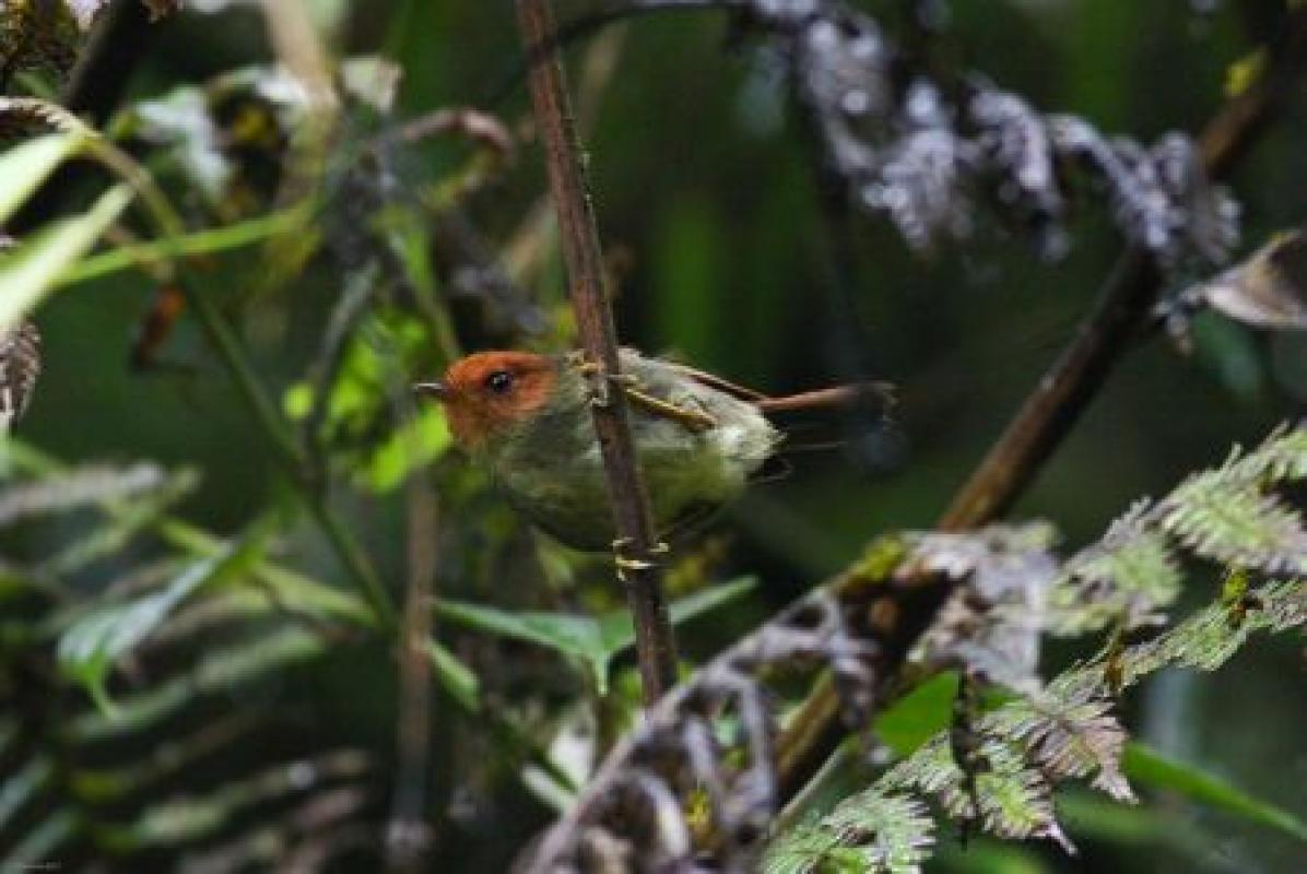 ...where we may run into Rufous-headed Pygmy-Tyrant along the Guacamayos trail.