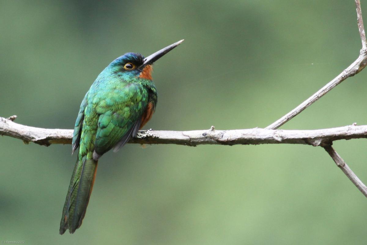 In the lower foothills the scarce Coppery-chested Jacamar becomes a possibility…
