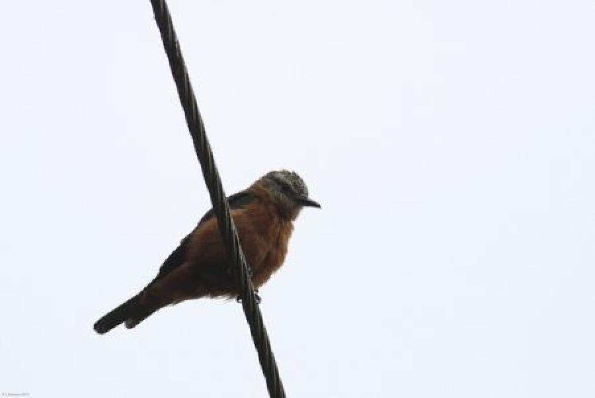 …as does the local Cliff Flycatcher.