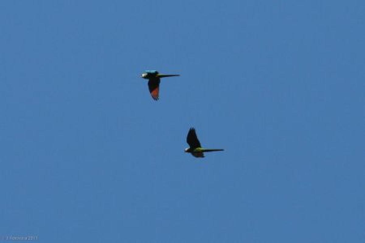 …and Chestnut-fronted Macaws may fly overhead at any time.