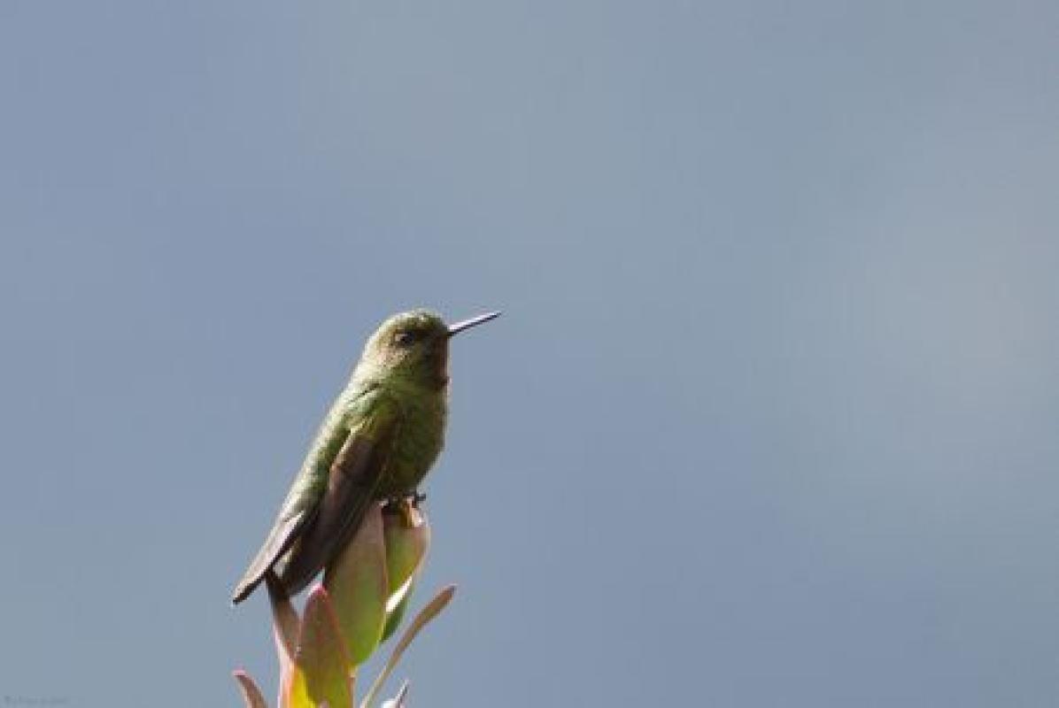 From here we'll turn back into the Andes toward Quito, but not before stopping again for other mountain specialties like Viridian Metaltail…