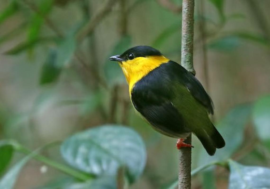 panama-spring-at-the-canopy-tower.jpg