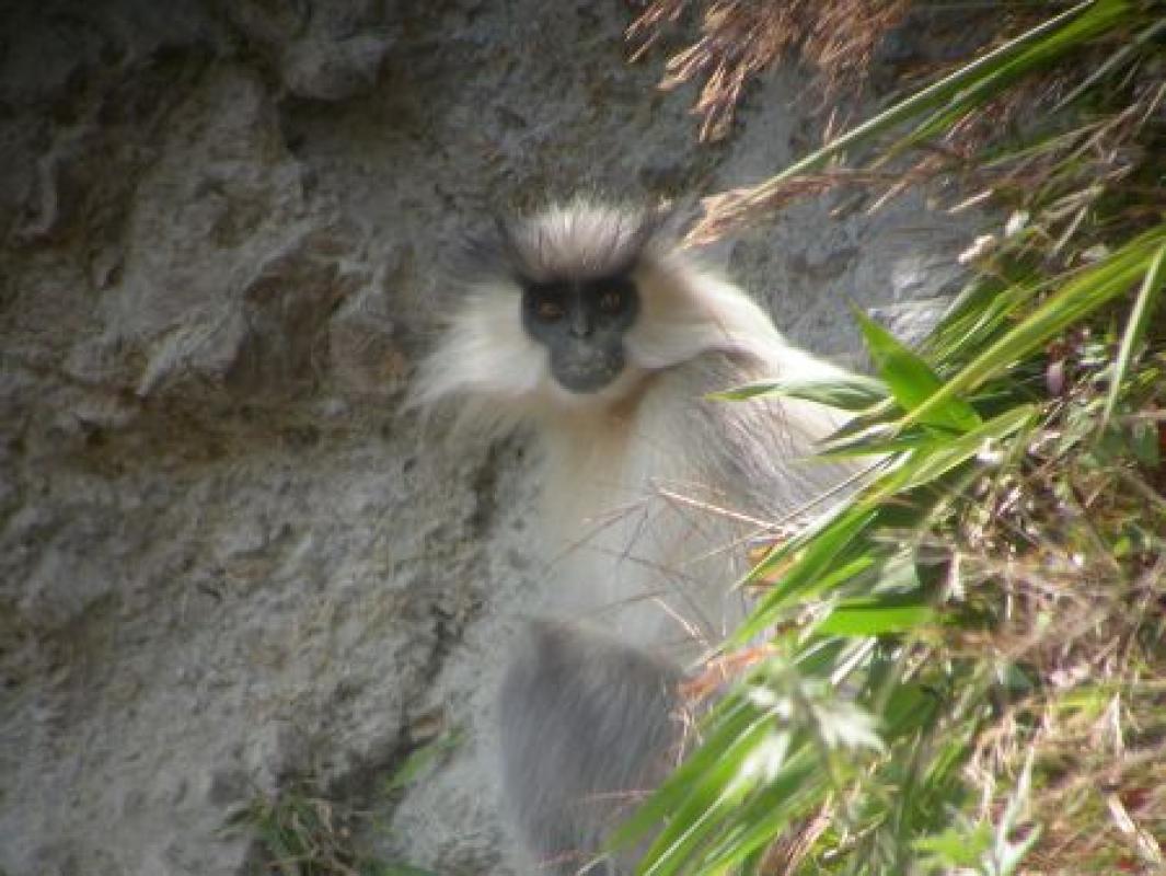 ...large, here a Golden Langur...