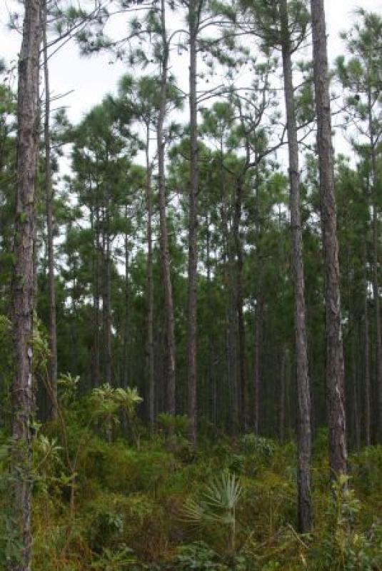 The interior of Andros is clothed in open Caribbean Pine forest...