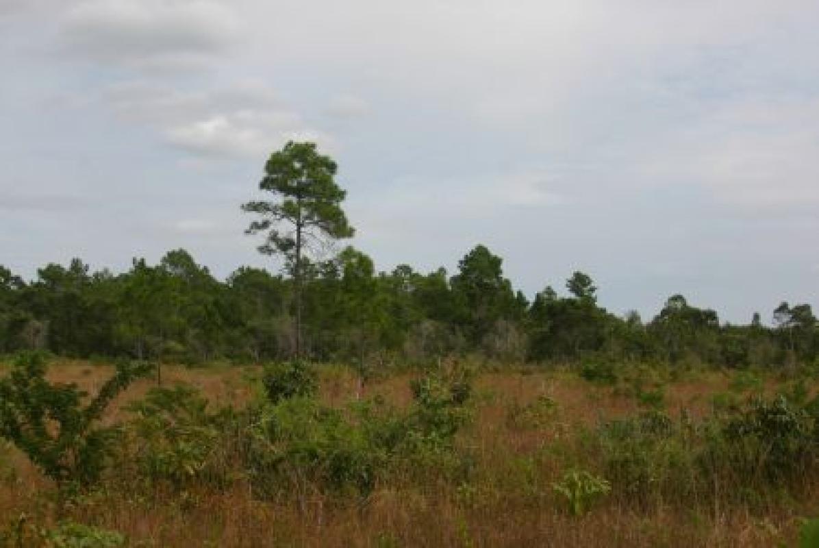...and thick low grassland savannas which are...