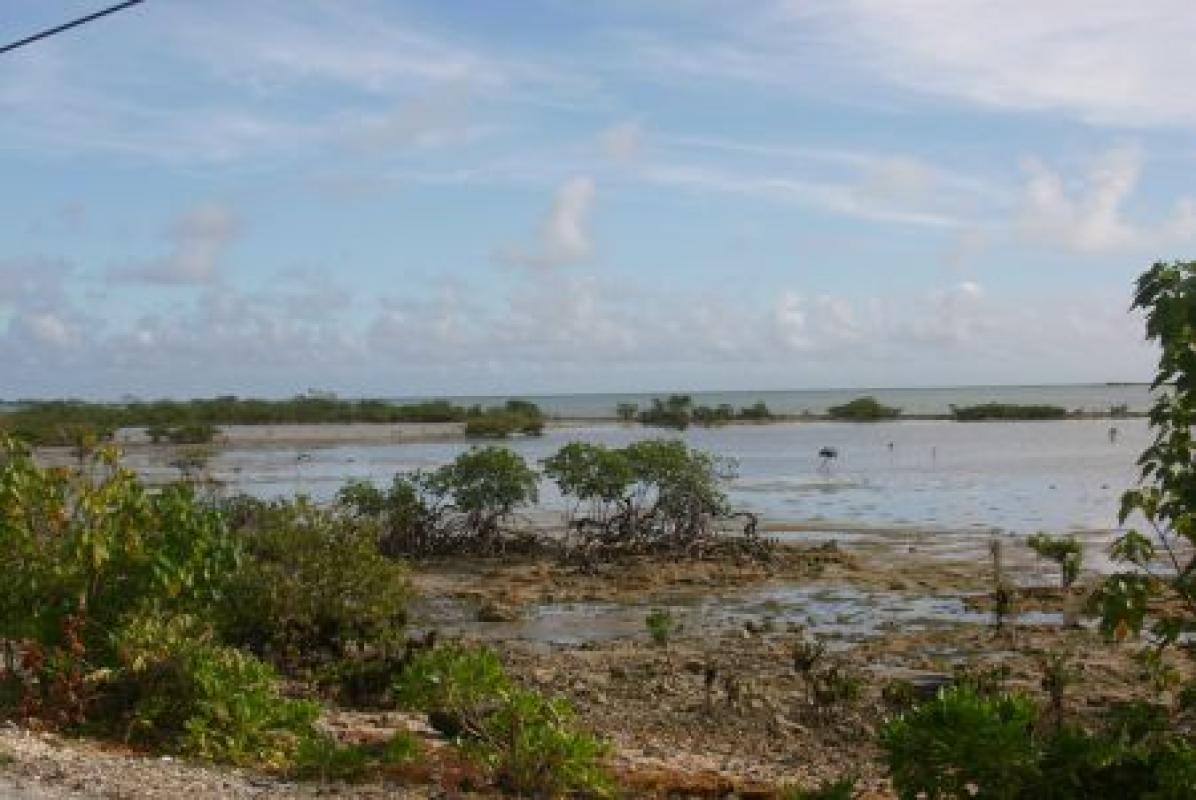 ...while the coast alternates between beaches and groups of short mangroves.
