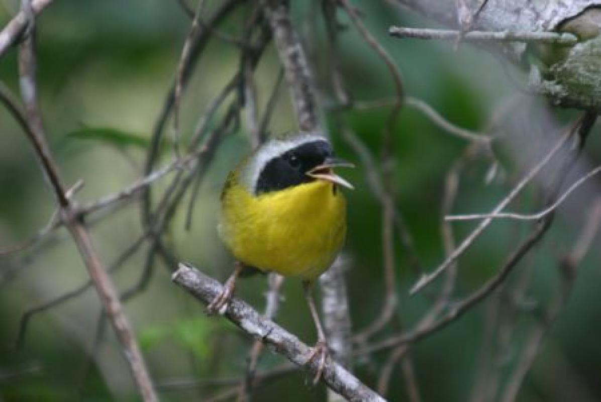 In this mosaic of habitats we'll seek Bahama endemics such as Bahama Yellowthroat...