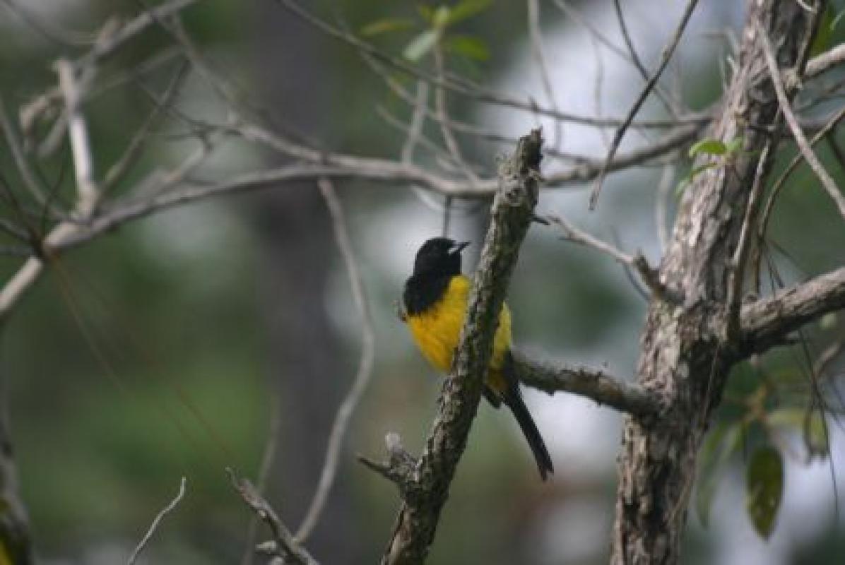 ...and the recently split Bahama Oriole, now restricted to Andros Island.