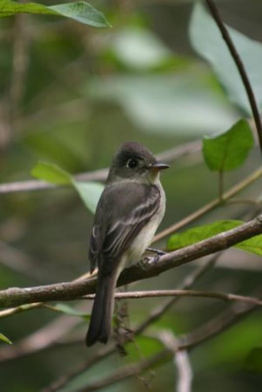 Several Caribbean specialties occur here as well, such as this Cuban Pewee...
