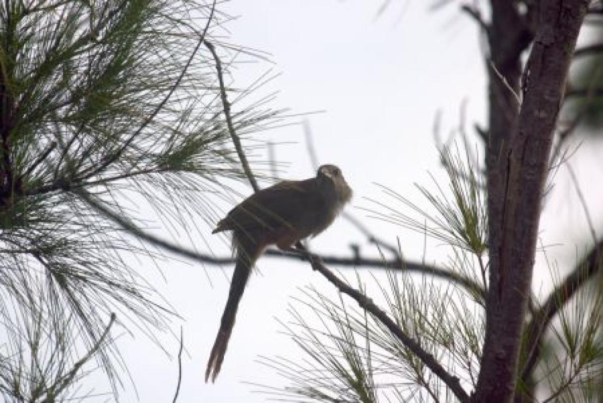 ...the impressive Great Lizard Cuckoo...
