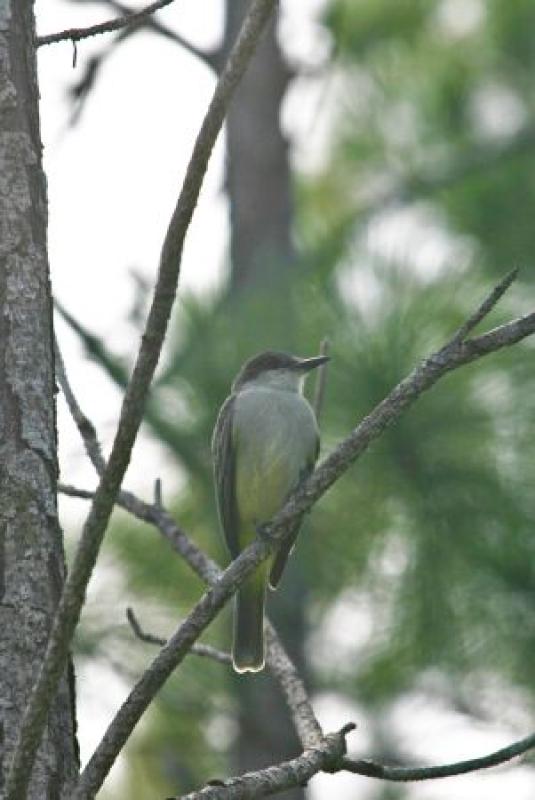 ...the Bahama race of Loggerhead Kingbird...